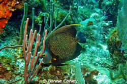 French Angelfish seen in Grand Cayman August 2010.  Photo... by Bonnie Conley 